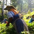 Tea Pickers Working at Kerela India Royalty Free Stock Photo