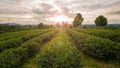 Tea planation field with sunset sky background Royalty Free Stock Photo