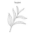 Tea plant Camellia sinensis