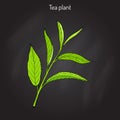 Tea plant Camellia sinensis