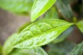 Tea Plant Camellia Sinensis