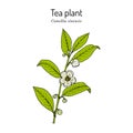 Tea plant Camellia sinensis . Vector illustration