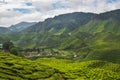 Tea plant Cameron Highlands, Malaysia Royalty Free Stock Photo