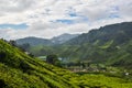 Tea plant Cameron Highlands, Malaysia Royalty Free Stock Photo