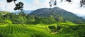 Tea plant in the Cameron Highlands in Malaysia