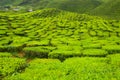Tea plant Close-up at Cameron Highlands, Malaysia Royalty Free Stock Photo