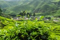 Tea plant Close-up at Cameron Highlands, Malaysia Royalty Free Stock Photo