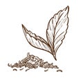 Tea plant dry and fresh leaves isolated sketch
