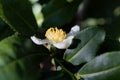 Tea plant flower, Camellia sinensis Royalty Free Stock Photo