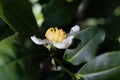 Tea plant flower, Camellia sinensis Royalty Free Stock Photo