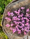 Tea plant flowers lie on a wooden stump