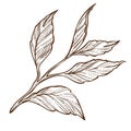 Tea plant isolated sketch, leaves on stem, organic product