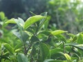 Tea Plant