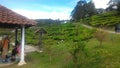 Tea Plant Strawberry at Agro Technology Park in MARDI Cameron Highlands Malaysia.