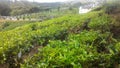 Tea Plant Strawberry at Agro Technology Park in MARDI Cameron Highlands Malaysia.