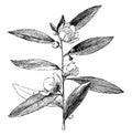 Tea Plant vintage illustration Royalty Free Stock Photo