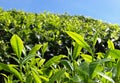 Tea plantantions Cameron Highlands Royalty Free Stock Photo