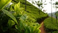 Tea plantation Royalty Free Stock Photo