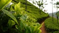 Tea plantation