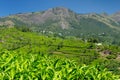 Tea plantation