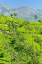 Tea plantation