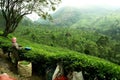 Tea plantation