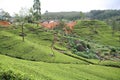 Tea plantation 2 Royalty Free Stock Photo