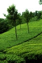 Tea plantation Royalty Free Stock Photo