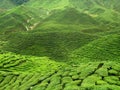 Tea plantation