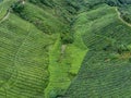 Tea plantation aerial photo showing rows of camellia sinensis covering mountain slopes