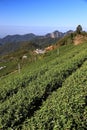 Tea plantation in Alishan mountains, Taiwan Royalty Free Stock Photo