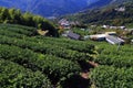 Tea plantation in Alishan mountains, Taiwan Royalty Free Stock Photo