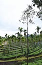 Tea Plantation with Areca Nut and Silver Oak Trees, Kerala, India
