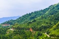 Tea plantation around the mountains in China Royalty Free Stock Photo