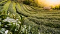 Tea plantation in Asia,Tea fields with morning light.Agriculture works in asia Royalty Free Stock Photo