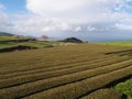 Tea plantation, Azores