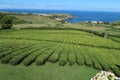 Tea plantation in Azores