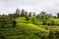 Tea plantation in Bandishola in Coonoor Royalty Free Stock Photo