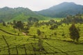 Tea Plantation in Bandung Royalty Free Stock Photo