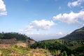 Tea plantation beautiful landscape