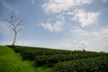 tea plantation