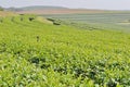 Tea Plantation. Royalty Free Stock Photo