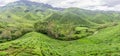 Tea plantation in bright sunny day in cameron highlands, malaysia Royalty Free Stock Photo