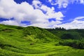 Tea Plantation in Cameron High