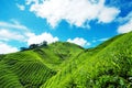Tea Plantation in Cameron Highland Royalty Free Stock Photo