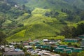 Tea Plantation, Cameron Highland Malaysia Royalty Free Stock Photo