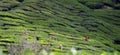 Tea plantation at the Cameron Highland, Malaysia