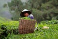 Tea plantation at the Cameron Highland, Malaysia