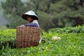 Tea plantation at the Cameron Highland, Malaysia