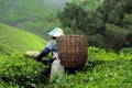 Tea plantation at the Cameron Highland, Malaysia